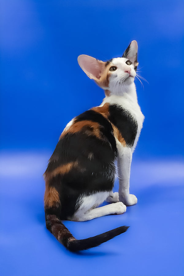 Ulrica | Oriental Shorthair Kitten