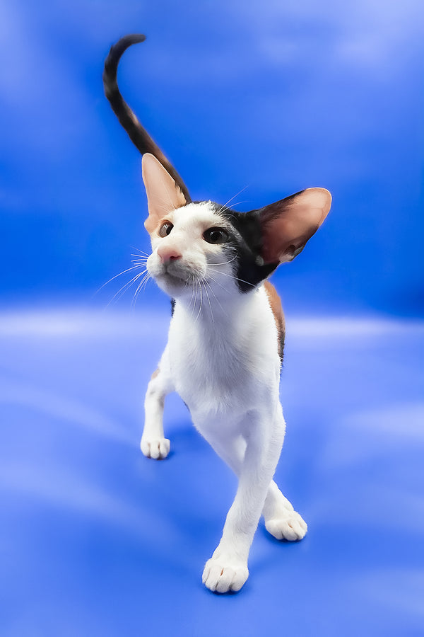 Ulrica | Oriental Shorthair Kitten