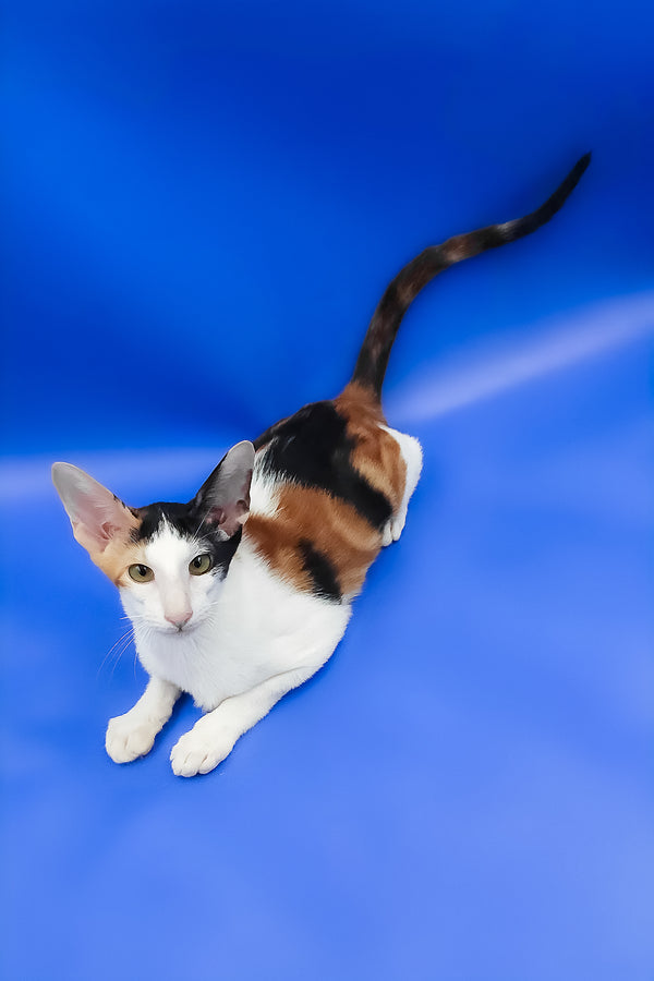 Ulrica | Oriental Shorthair Kitten