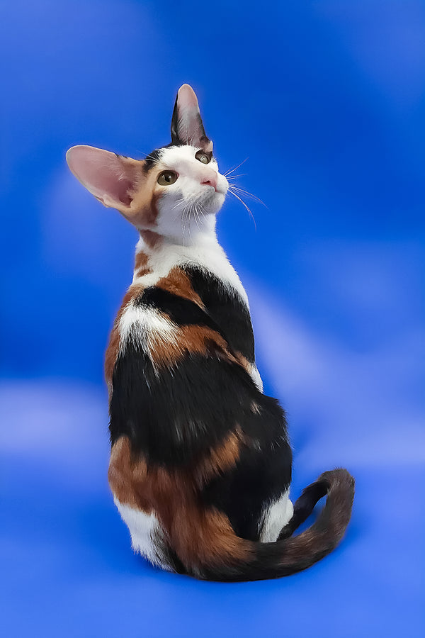 Ulrica | Oriental Shorthair Kitten