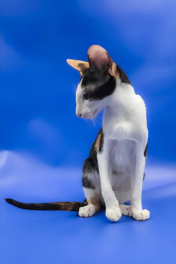 Ulrica | Oriental Shorthair Kitten