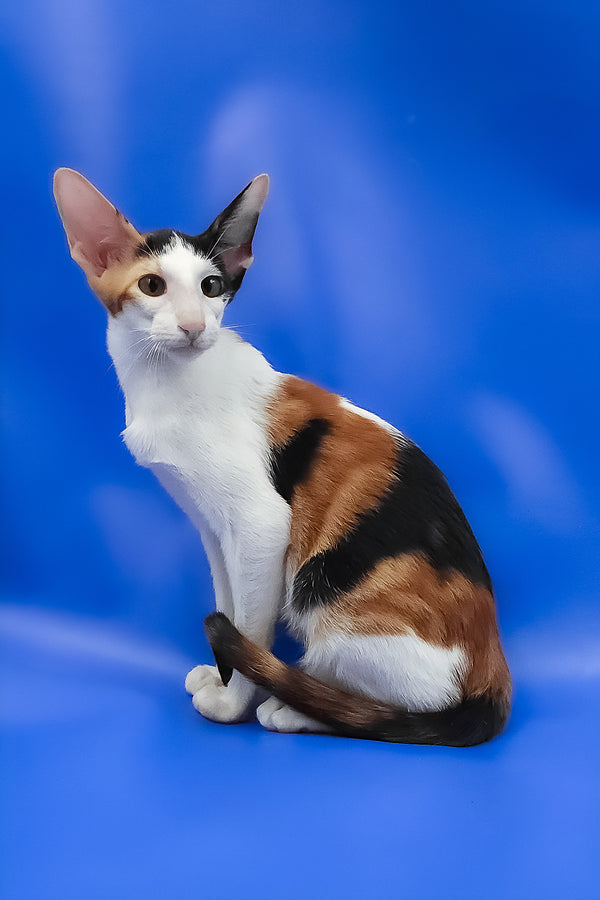 Ulrica | Oriental Shorthair Kitten