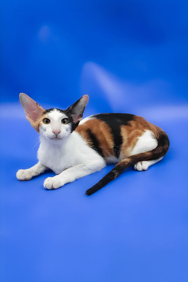 Ulrica | Oriental Shorthair Kitten