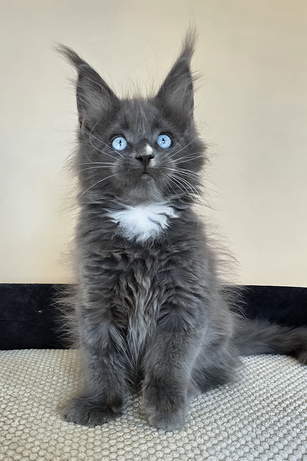 Ulyana | Maine Coon Kitten
