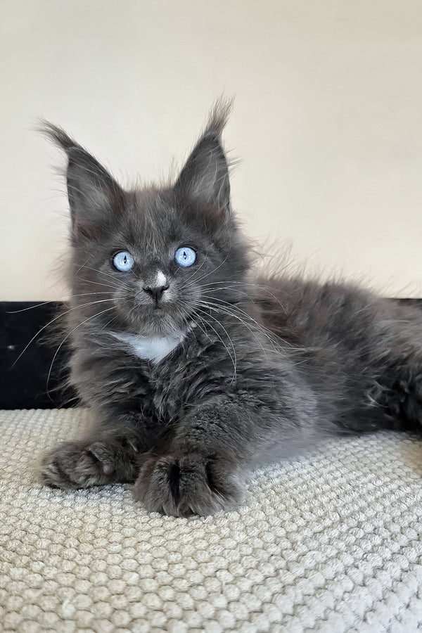 Ulyana | Maine Coon Kitten