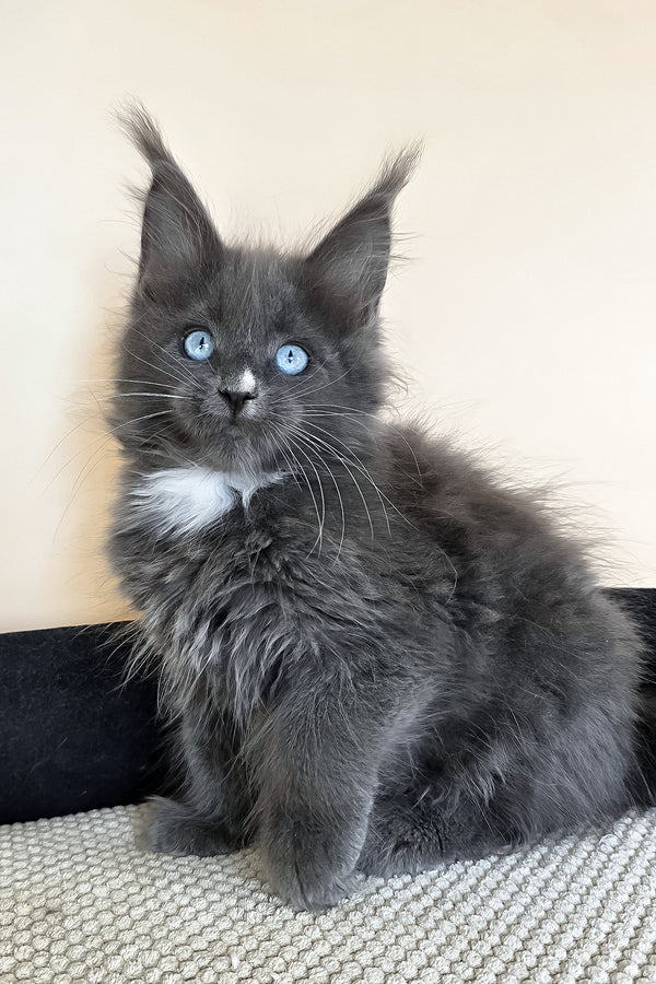 Ulyana | Maine Coon Kitten