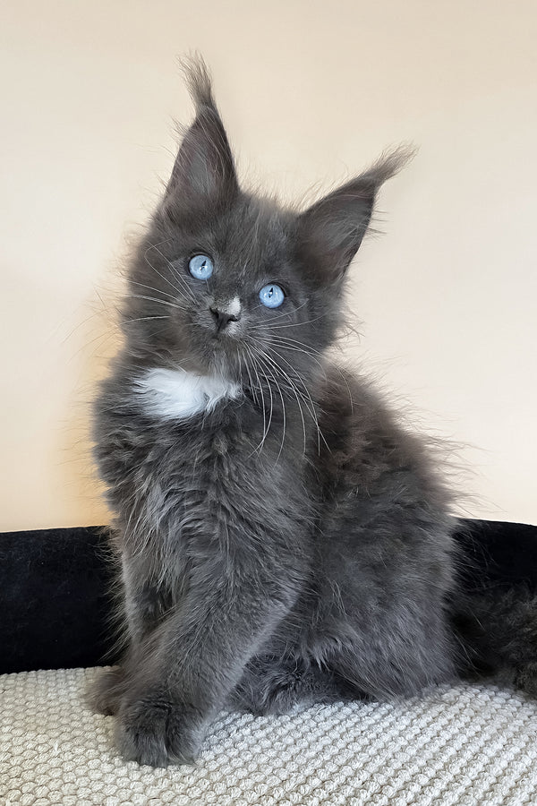 Ulyana | Maine Coon Kitten