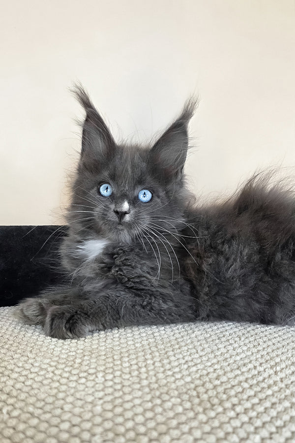 Ulyana | Maine Coon Kitten