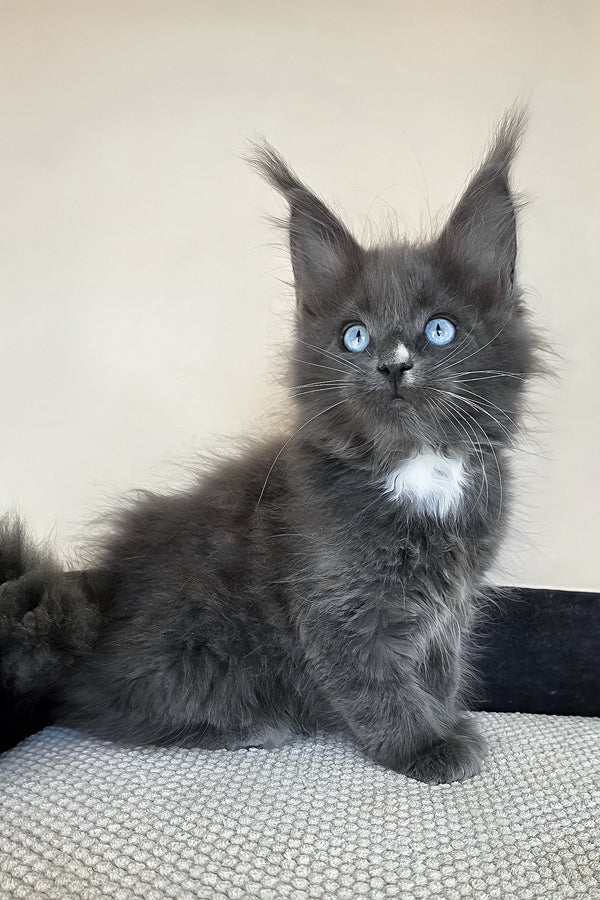 Ulyana | Maine Coon Kitten