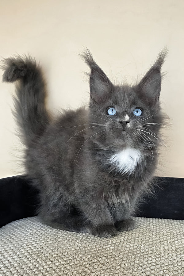 Ulyana | Maine Coon Kitten