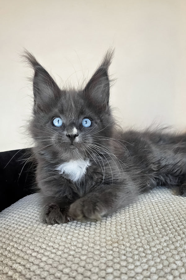 Ulyana | Maine Coon Kitten
