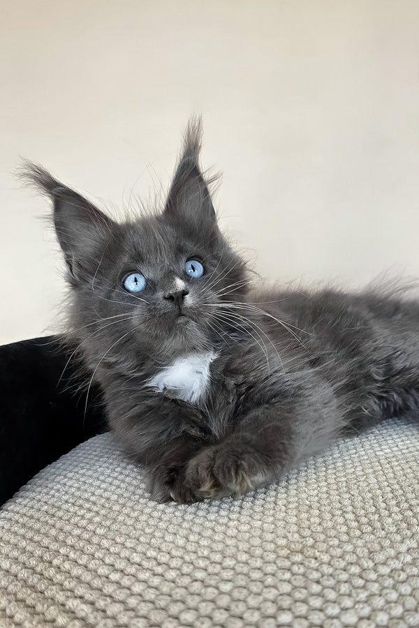 Ulyana | Maine Coon Kitten