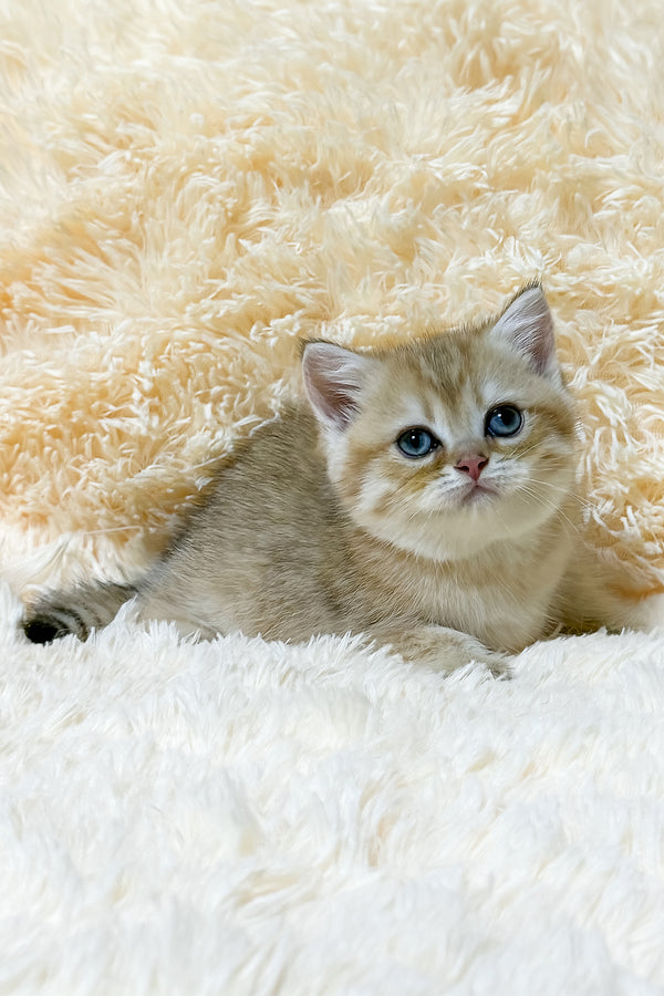 Uma | British Shorthair Kitten