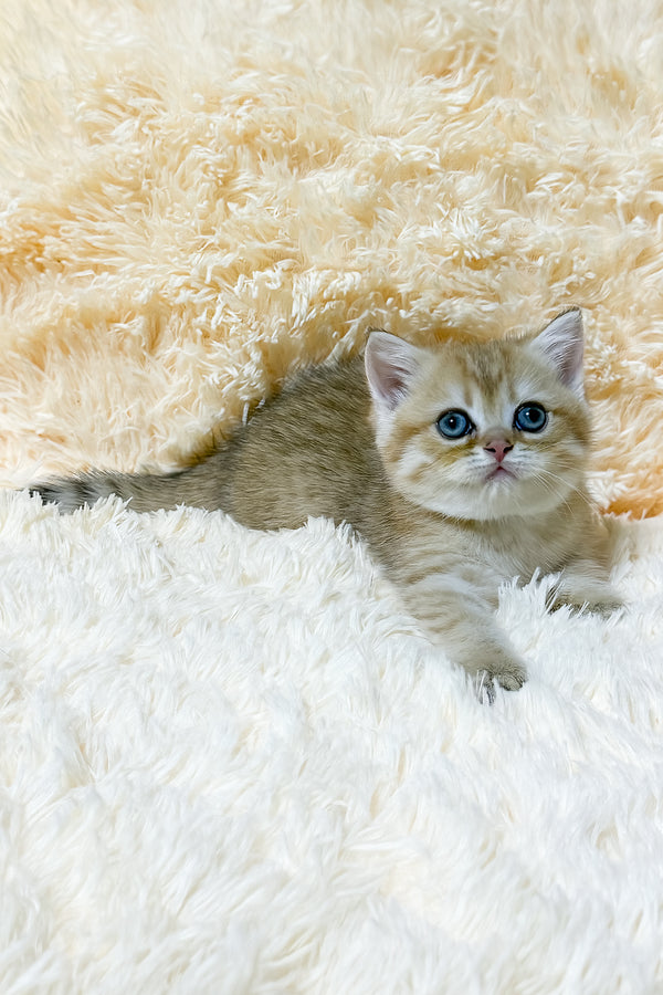 Uma | British Shorthair Kitten