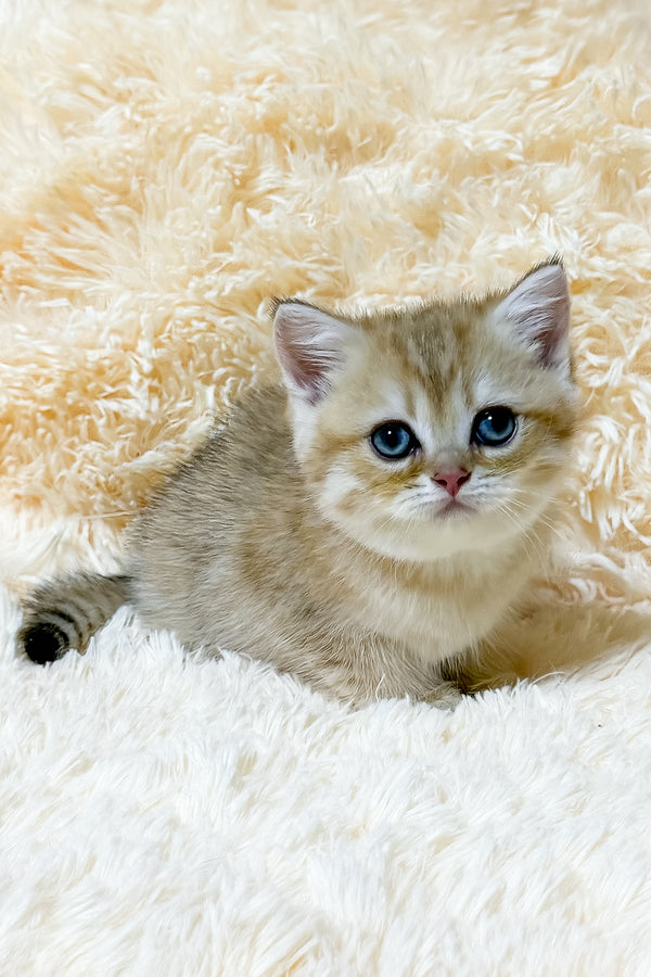 Uma | British Shorthair Kitten