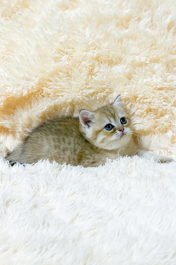 Uma | British Shorthair Kitten