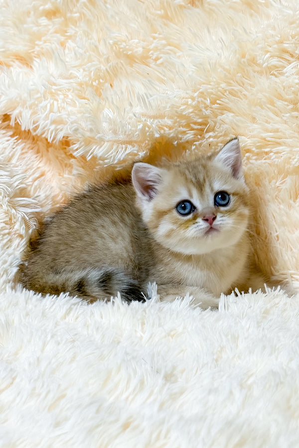 Uma | British Shorthair Kitten