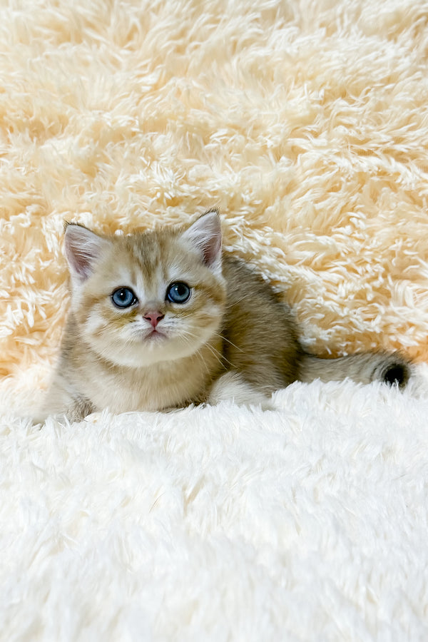 Uma | British Shorthair Kitten
