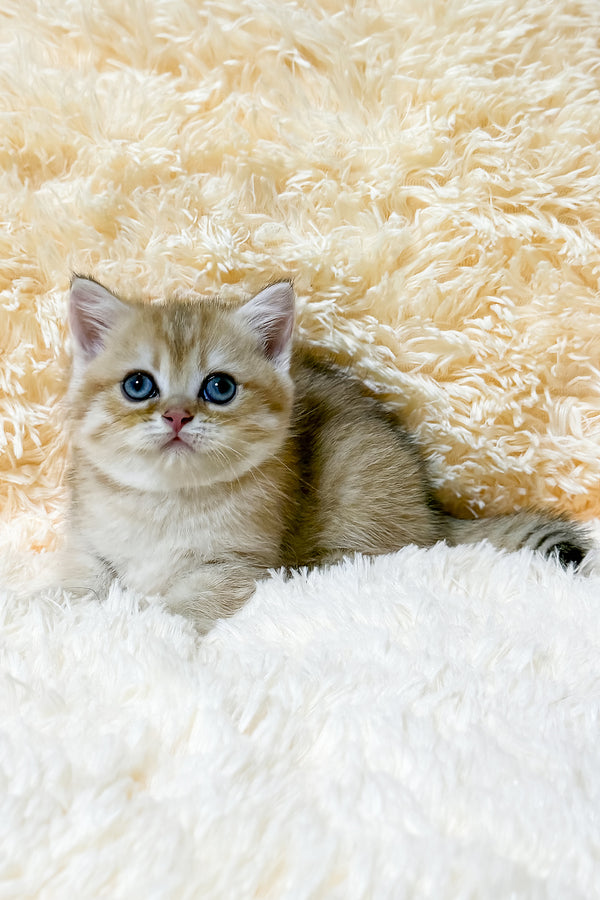 Uma | British Shorthair Kitten