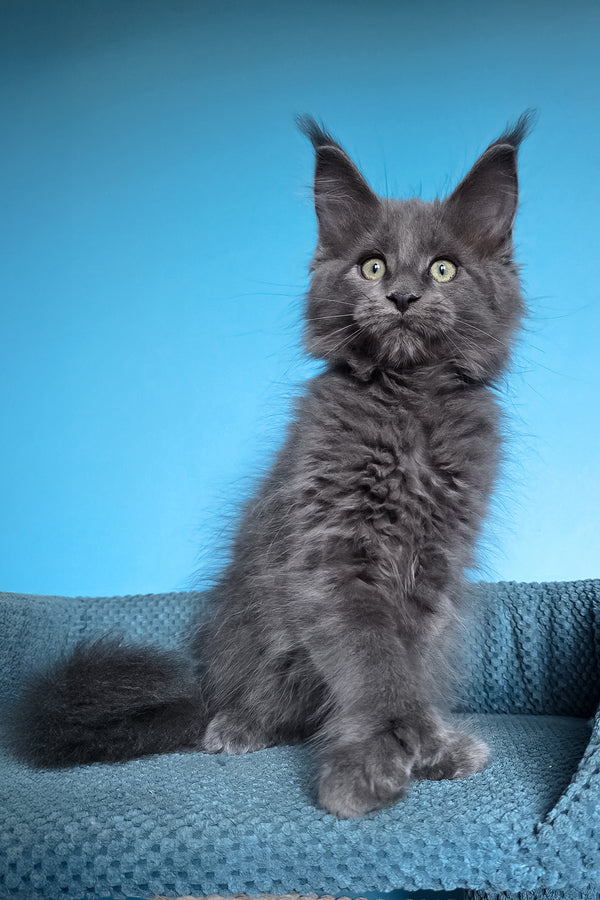 Umka | Polydactyl Maine Coon Kitten