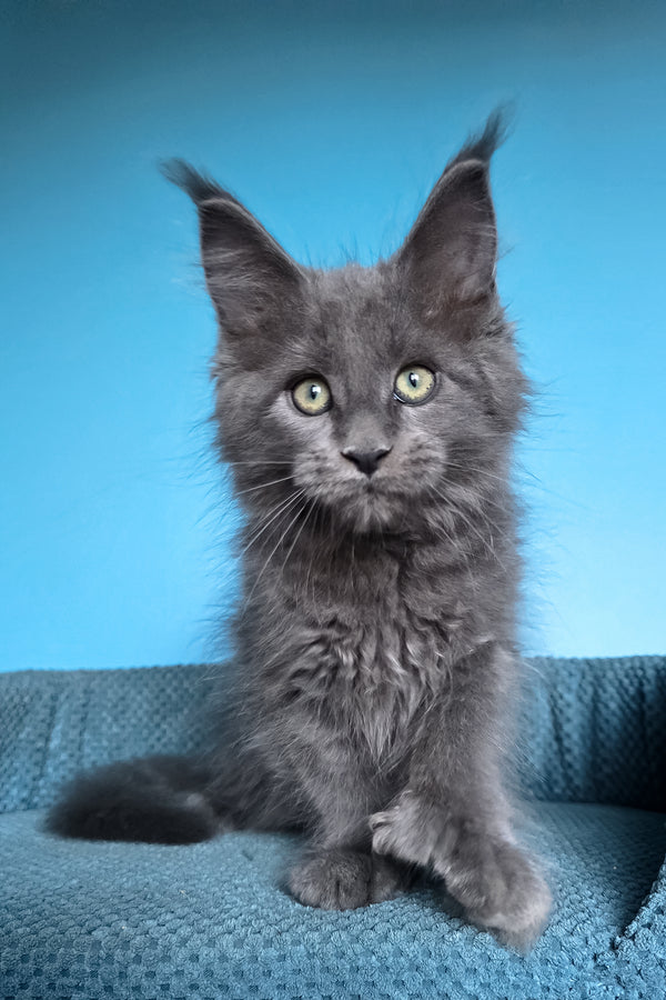 Umka | Polydactyl Maine Coon Kitten