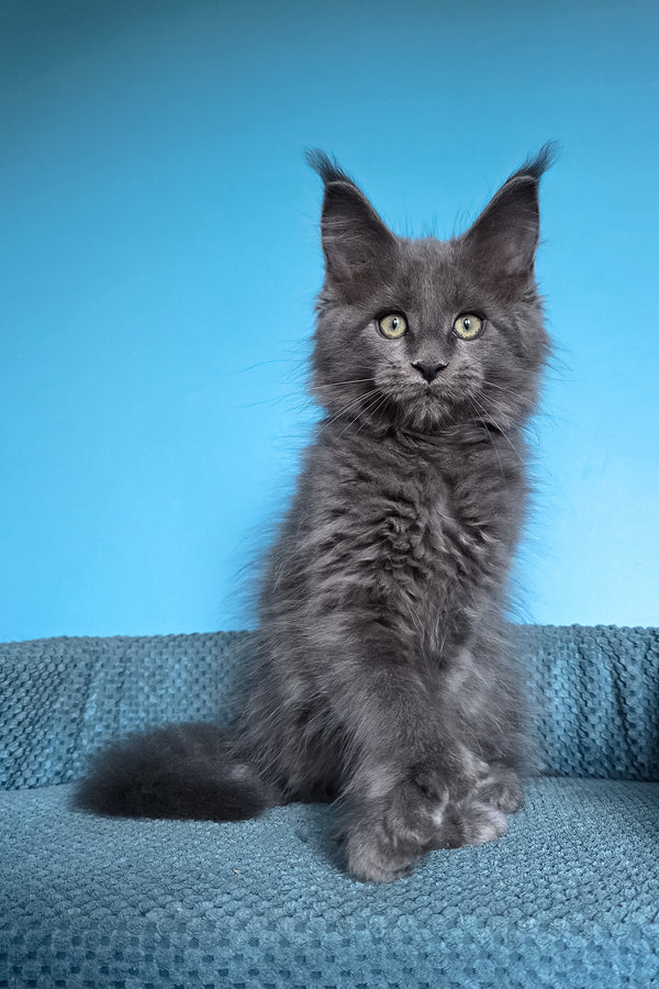 Umka | Polydactyl Maine Coon Kitten