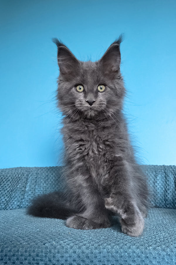 Umka | Polydactyl Maine Coon Kitten