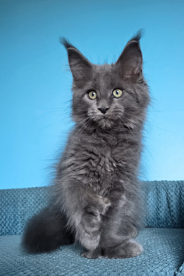 Umka | Polydactyl Maine Coon Kitten