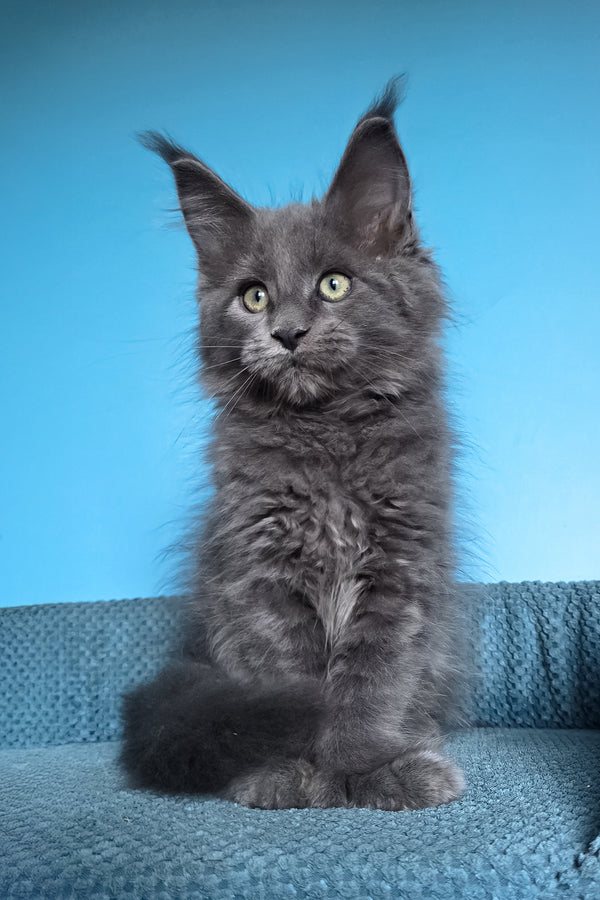 Umka | Polydactyl Maine Coon Kitten
