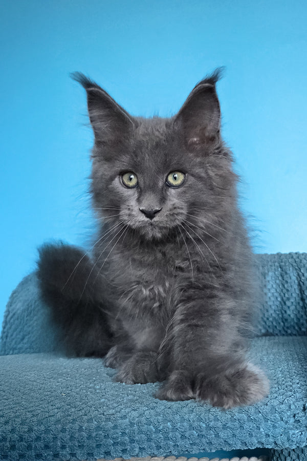 Umka | Polydactyl Maine Coon Kitten