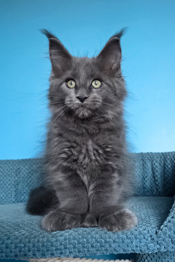Umka | Polydactyl Maine Coon Kitten