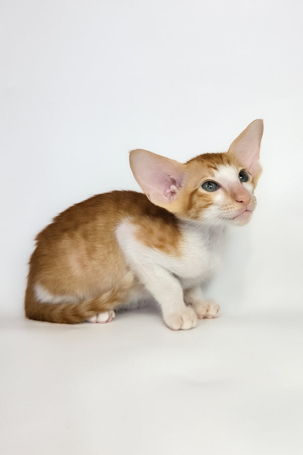 Unik | Oriental Shorthair Kitten