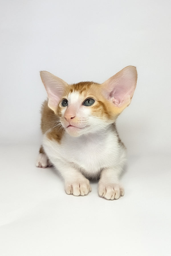 Unik | Oriental Shorthair Kitten