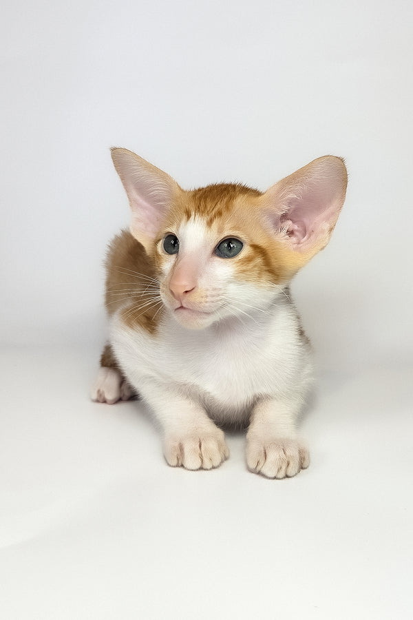Unik | Oriental Shorthair Kitten