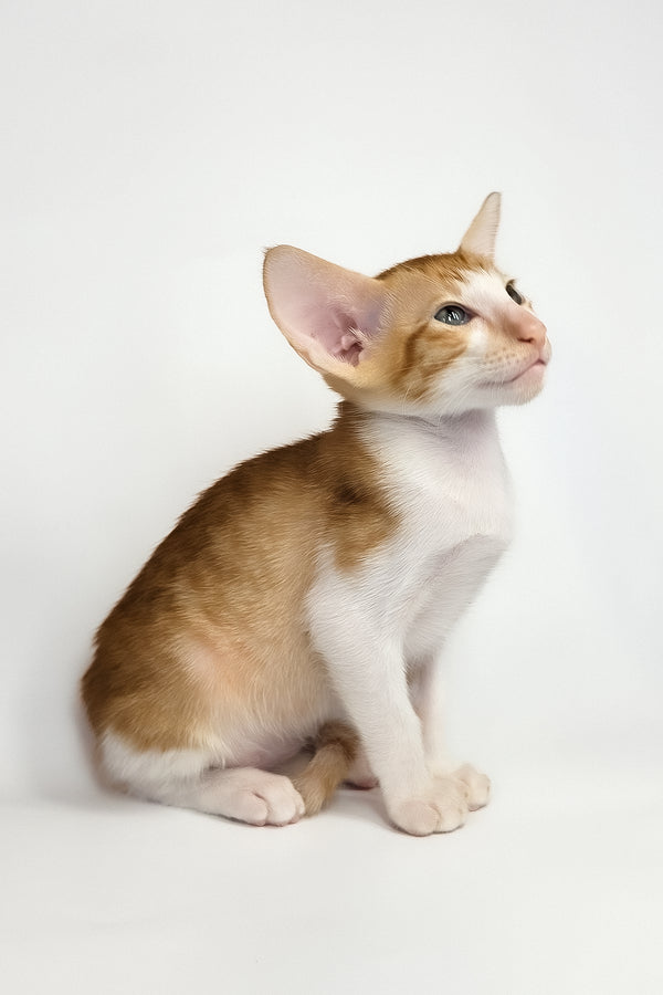 Unik | Oriental Shorthair Kitten