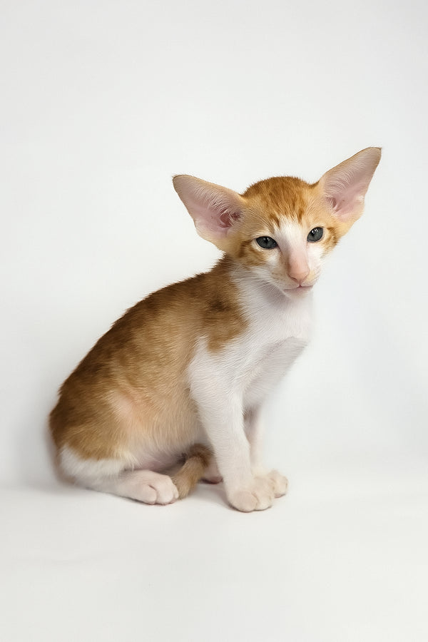 Unik | Oriental Shorthair Kitten