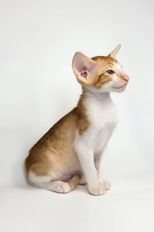 Unik | Oriental Shorthair Kitten