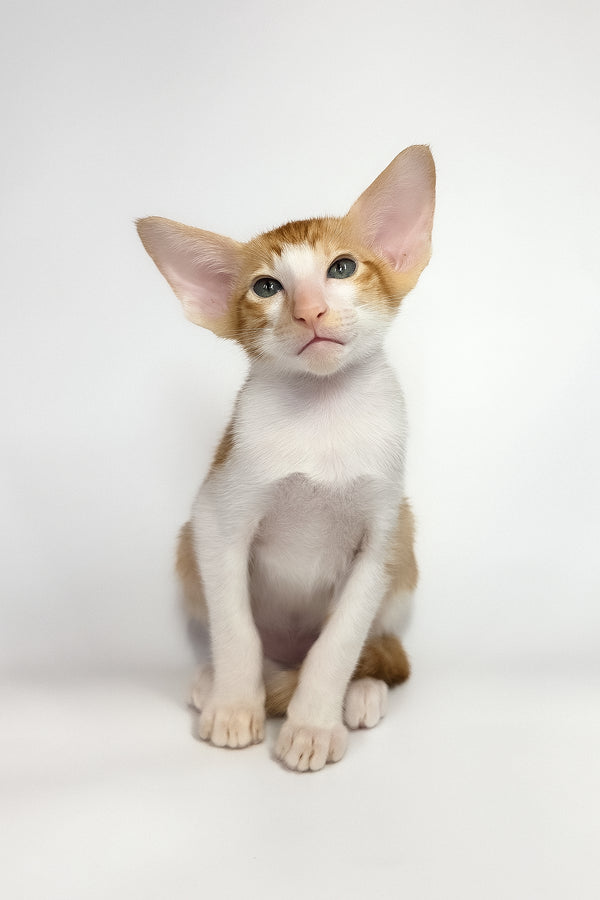 Unik | Oriental Shorthair Kitten