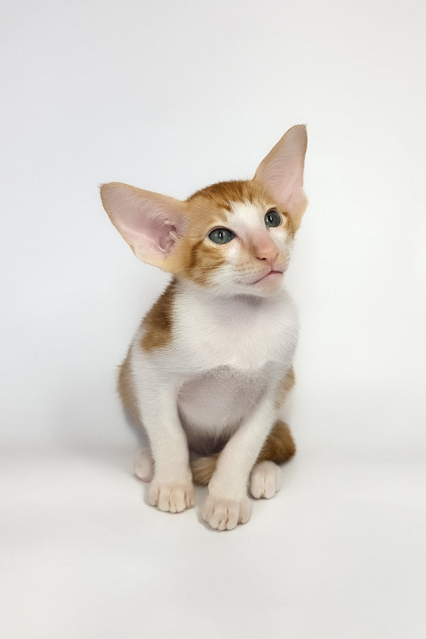Unik | Oriental Shorthair Kitten