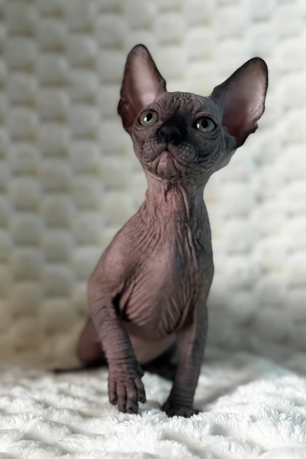 Uno | Canadian Sphynx Kitten