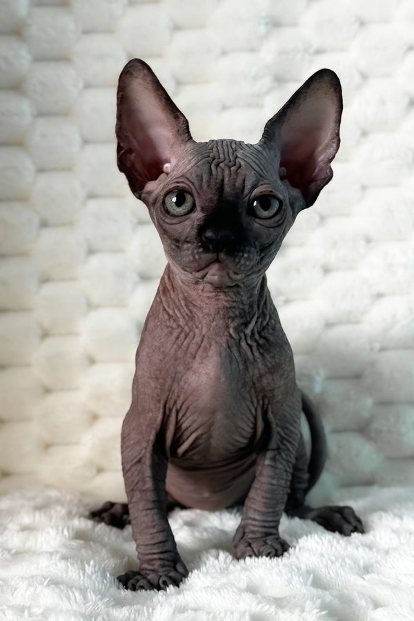 Uno | Canadian Sphynx Kitten