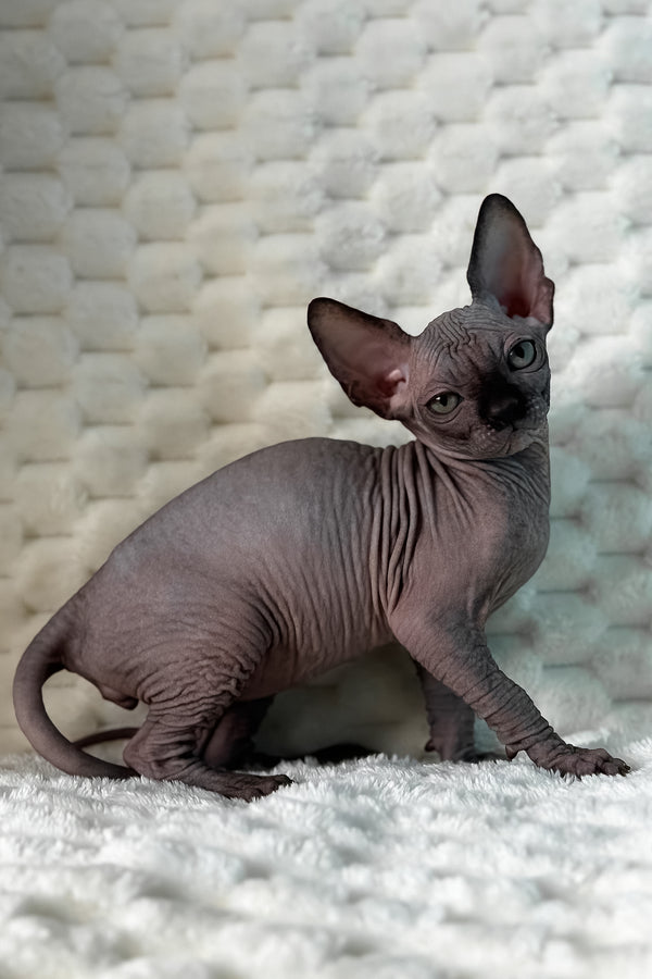 Uno | Canadian Sphynx Kitten