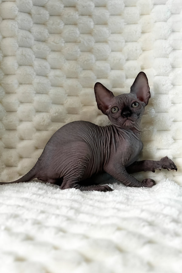 Uno | Canadian Sphynx Kitten