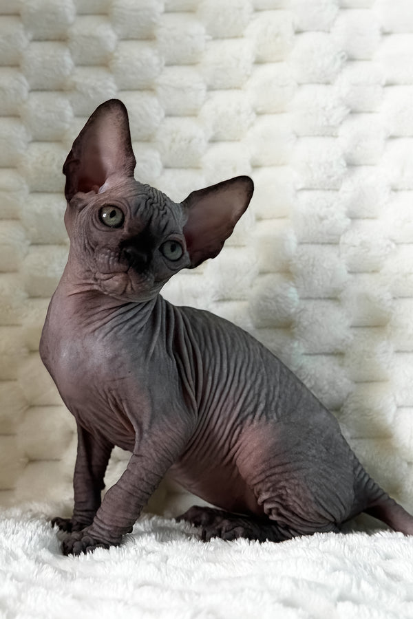 Uno | Canadian Sphynx Kitten