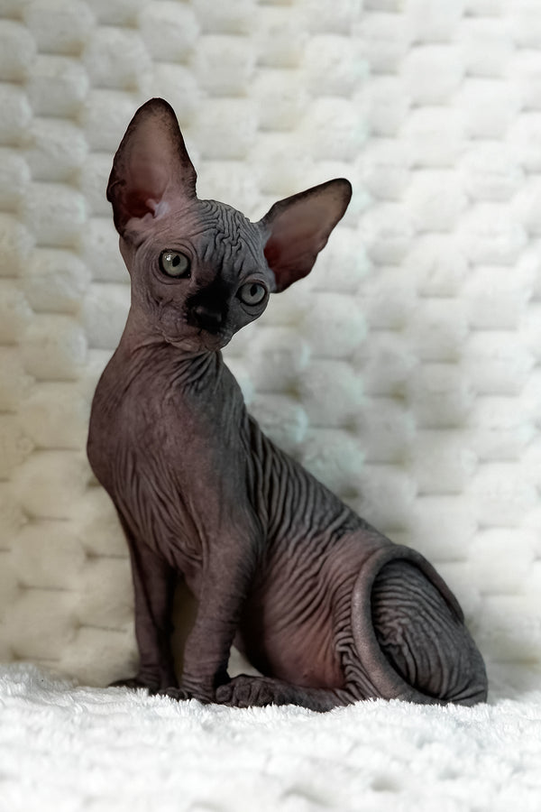 Uno | Canadian Sphynx Kitten