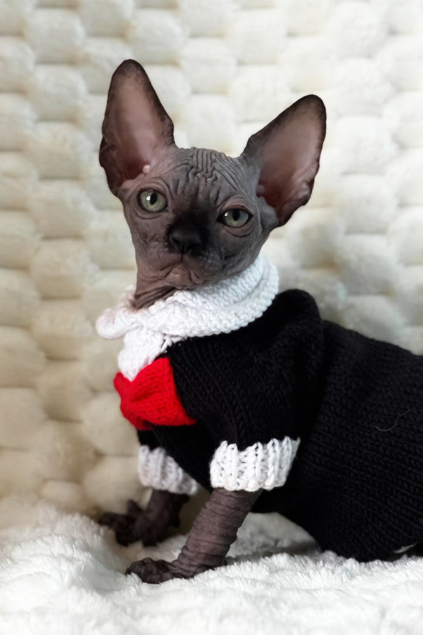 Uno | Canadian Sphynx Kitten