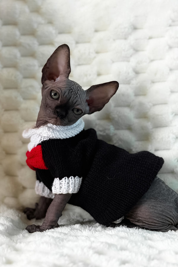 Uno | Canadian Sphynx Kitten