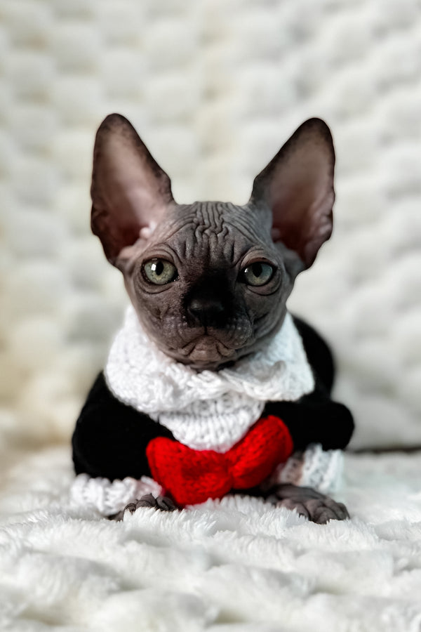 Uno | Canadian Sphynx Kitten
