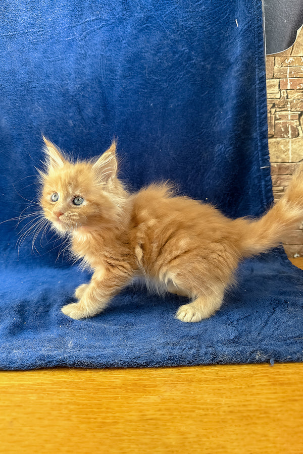 Unona | Maine Coon Kitten