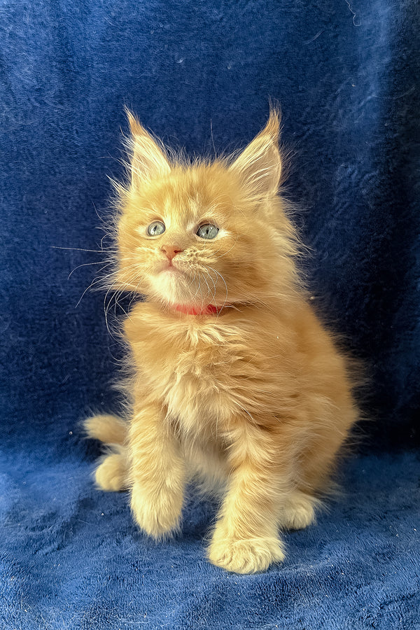 Unona | Maine Coon Kitten